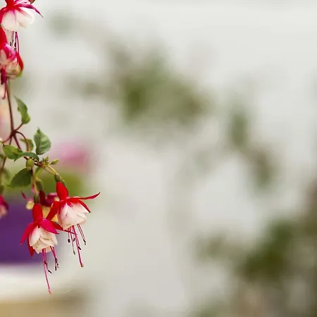 Apartment Gordana Jelicic Hvar Town